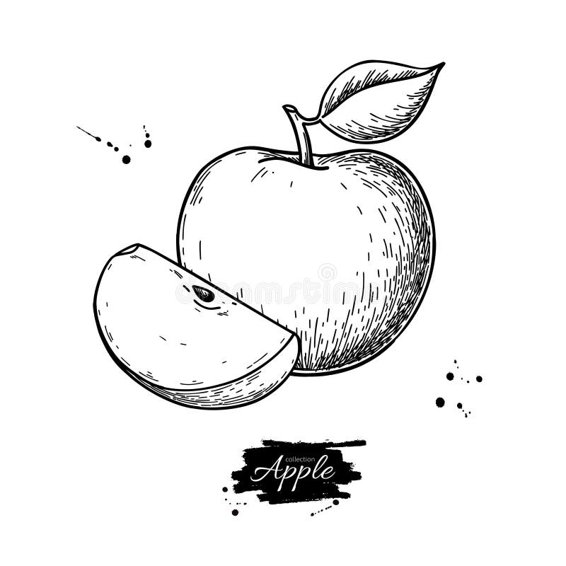 Disegno vettoriale di Apple Frutta trafilata a mano e fetta Alimenti estivi royalty illustrazione gratis