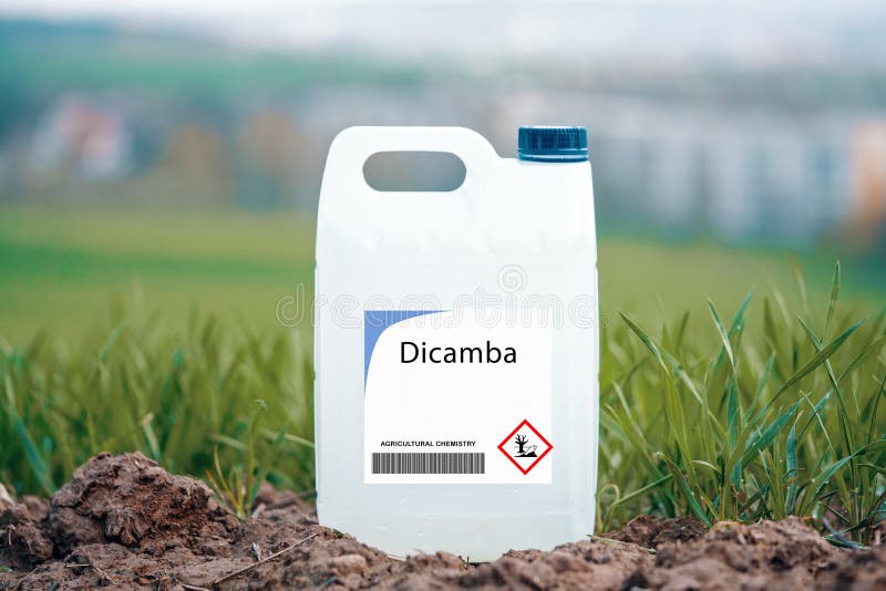 Diserbante Selettivo Di Dicamba Utilizzato Su Erbicidi a Foglia