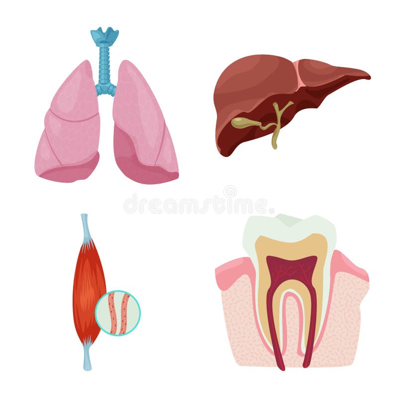 Diseño del vector de icono del cuerpo y del ser humano Colección de cuerpo y de ejemplo común médico del vector ilustración del vector Diseño del vector de icono del cuerpo y del ser humano Colección de cuerpo y de ejemplo común médico del vector ilustración del vector