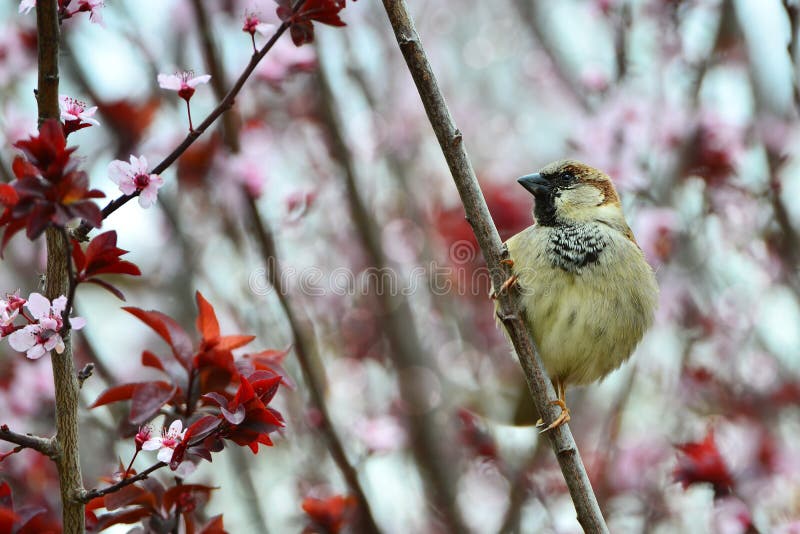 Disheveled little sparrow royalty free stock image