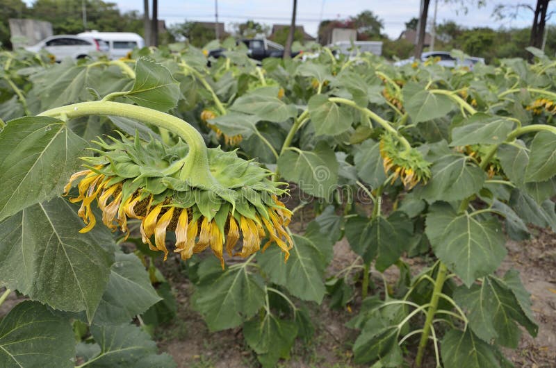 The disk of sunflowers. stock image. Image of floral 66033545