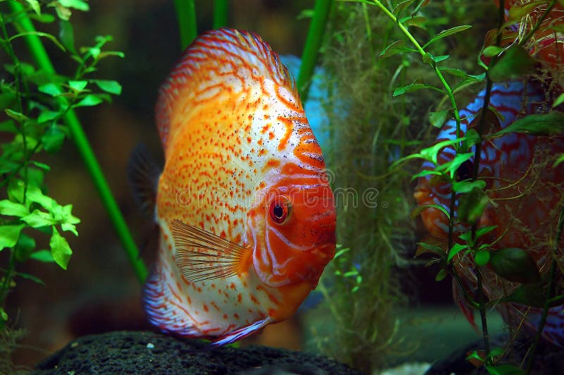 Kleine Fische Mit Roter Flosse Stockfoto Bild von vorbereitet