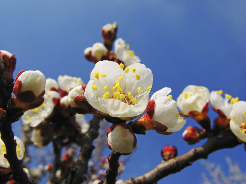 Dismissed flowers apricots