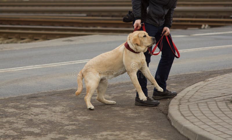 disobedient school for dogs