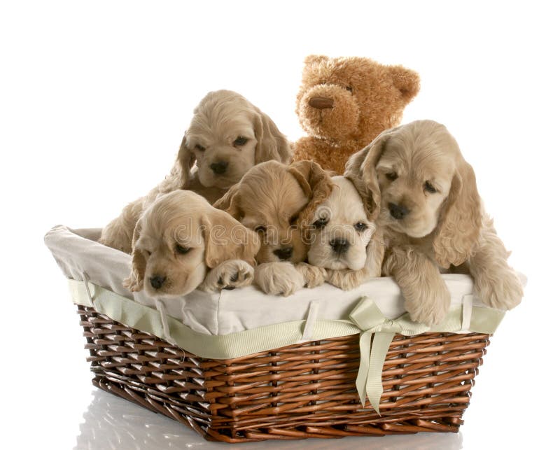 Wicker basket filled with a litter of american cocker spaniel puppies with reflection on white background. Wicker basket filled with a litter of american cocker spaniel puppies with reflection on white background