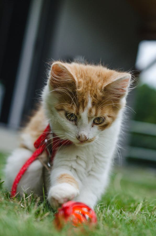 Disparado do jogo bonito pequeno do gatinho do branco-gengibre imagens de stock Disparado do jogo bonito pequeno do gatinho do branco-gengibre imagens de stock
