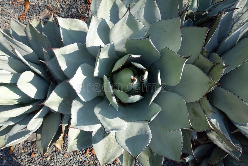 Disparo De Agave Parryi Cactus Desde Arriba Imagen De Archivo - Imagen ...