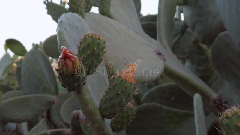 Disparo de cerca sobre la flor roja en la pera espinosa del cactus . disparo en cámara lenta sin formato