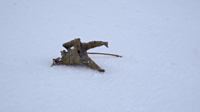 Disparo de cerca de una hoja marchita sobre la nieve cayendo copos de nieve metrajes