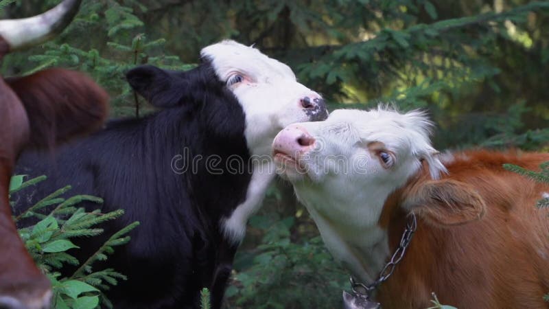 Disparo en cámara lenta de dos lindos terneros parados erguidamente juntos adorable retrato de amor de las vacas jóvenes en el bos almacen de metraje de vídeo