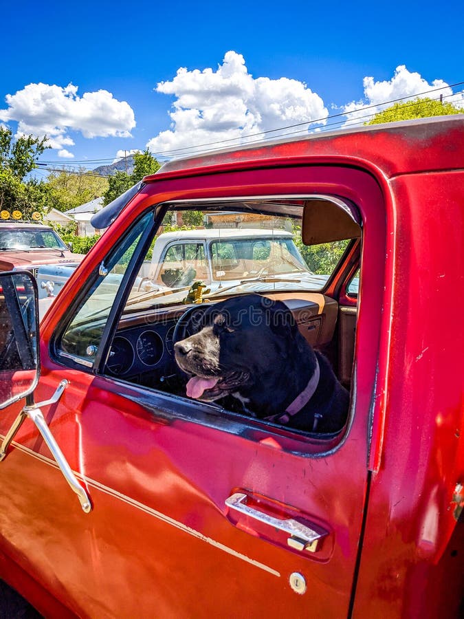 1,915 Perro En Coche Rojo Fotos de stock - Fotos libres de regalías de  Dreamstime