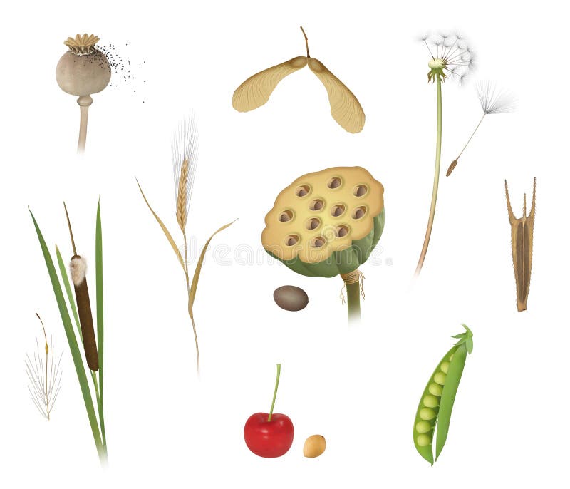 Dispersal of Fruits and Seeds Stock Illustration - Illustration of flower, seed: 241644886 Dispersal of Fruits and Seeds Stock Illustration - Illustration of flower, seed: 241644886