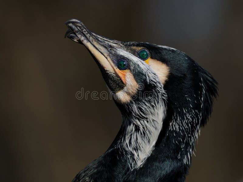 Two Great Cormorant during the display. Two Great Cormorant during the display.