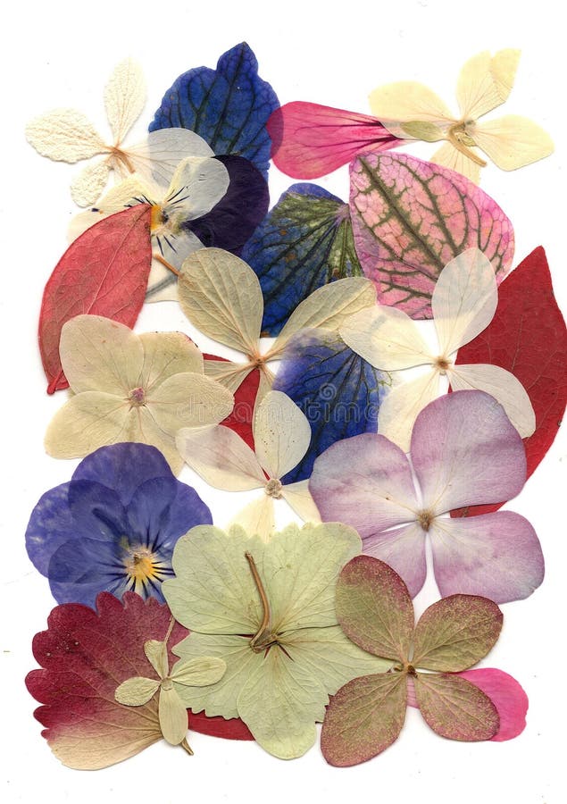 A Display of Pressed Flowers and
