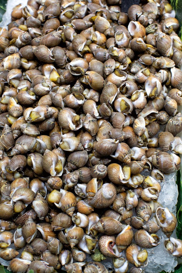 Display of Edible Sea Snails at a Market Barcelona Stock Photo Image