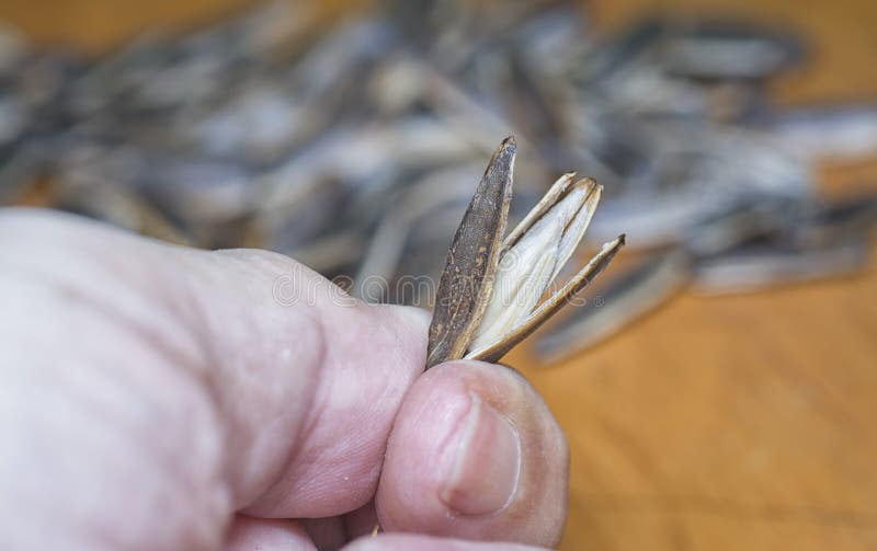 Fresh Roasted Edible Sunflower Seeds Stock Photo Image of food