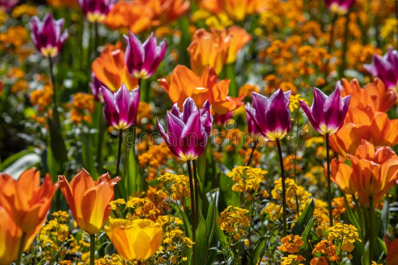 Display of Tulips stock photos