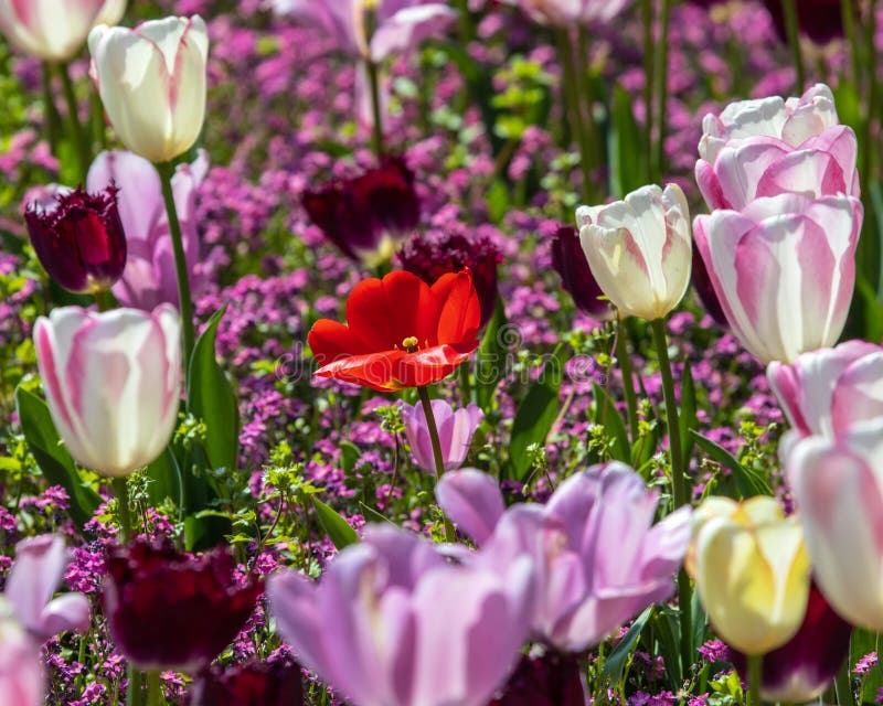 Display of Tulips stock image