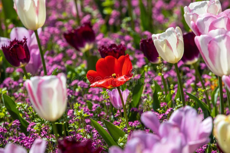 Display of Tulips royalty free stock photography