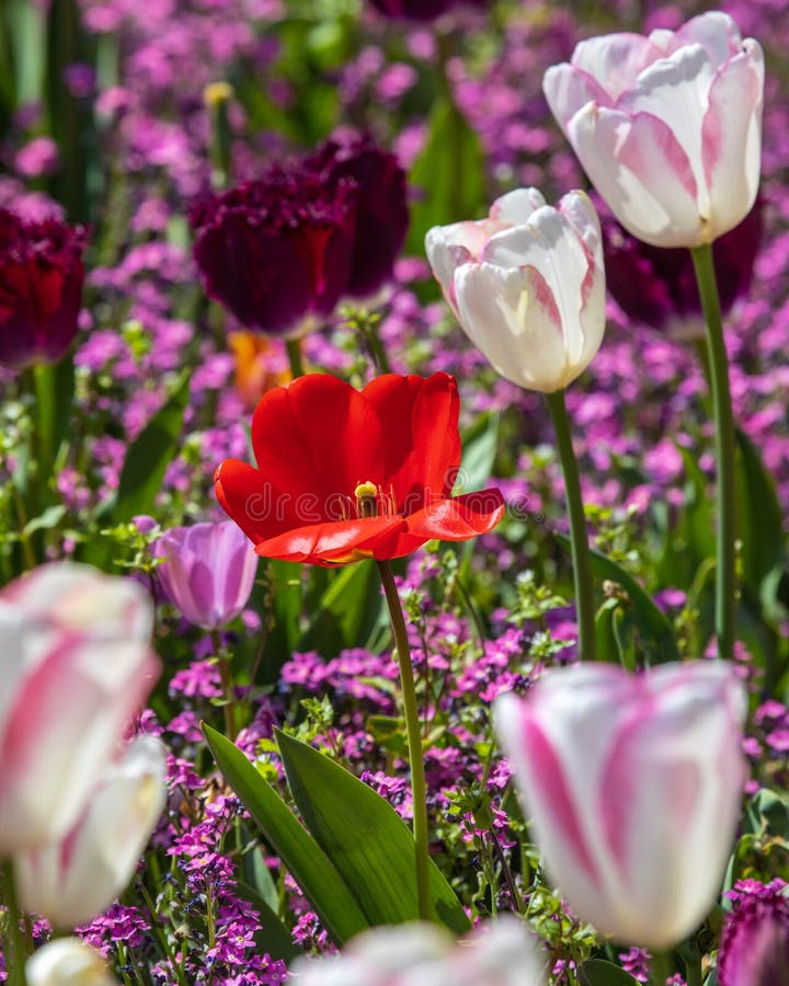 Display of Tulips royalty free stock images