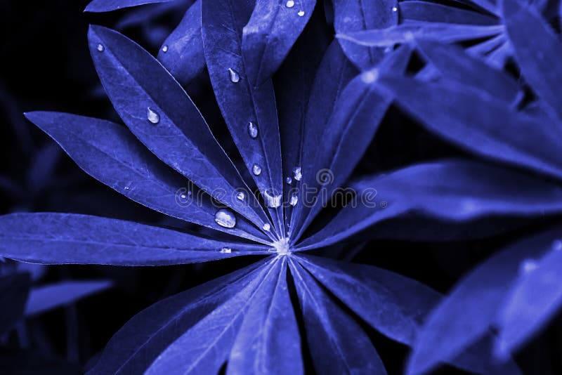 Disposición azul tropical creativa de las hojas foto de archivo libre de regalías Disposición azul tropical creativa de las hojas foto de archivo libre de regalías