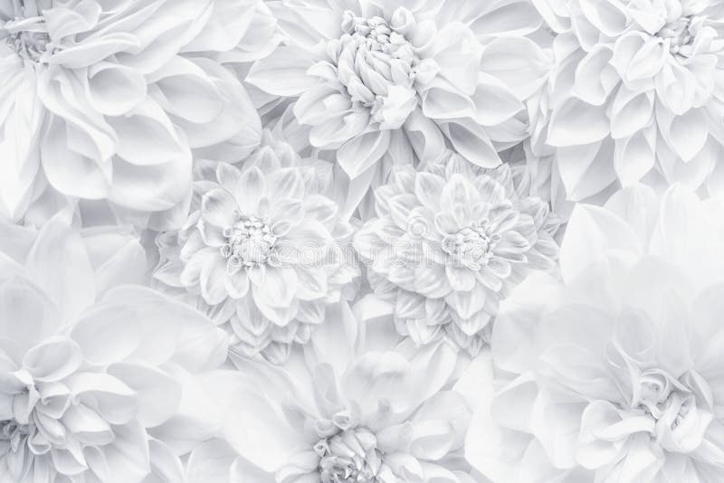 Disposición creativa, estampado de flores o fondo de las flores blancas para la tarjeta de felicitación del día de madres, cumple Disposición creativa, estampado de flores o fondo de las flores blancas para la tarjeta de felicitación del día de madres, cumple