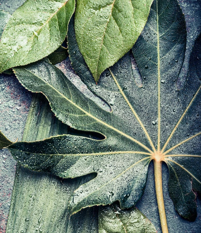 Disposición creativa hecha de las hojas tropicales y de la palma y de la selva, visión superior fotografía de archivo Disposición creativa hecha de las hojas tropicales y de la palma y de la selva, visión superior fotografía de archivo