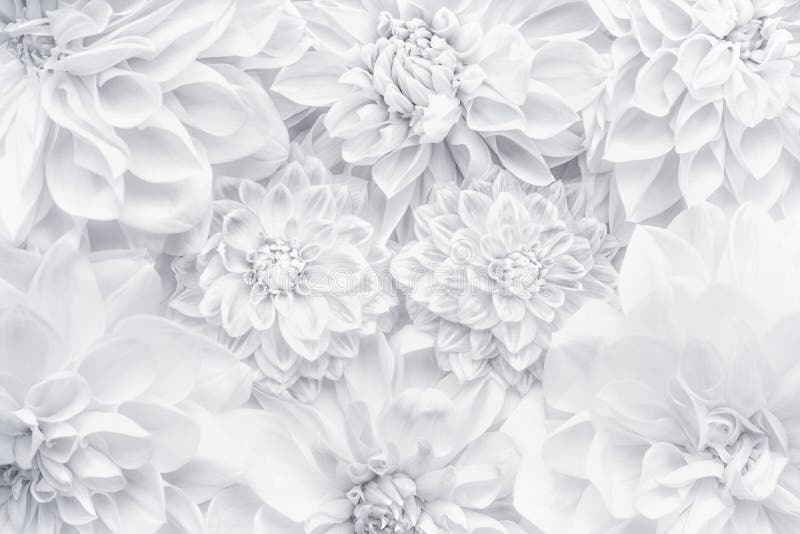 Disposition créative de fleurs blanches, modèle floral ou fond pour la carte de voeux du jour de mères, anniversaire, jour du ` s