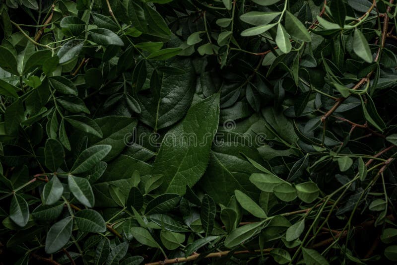 Disposition créative faite de feuilles vertes Pièce plate Concept de la nature