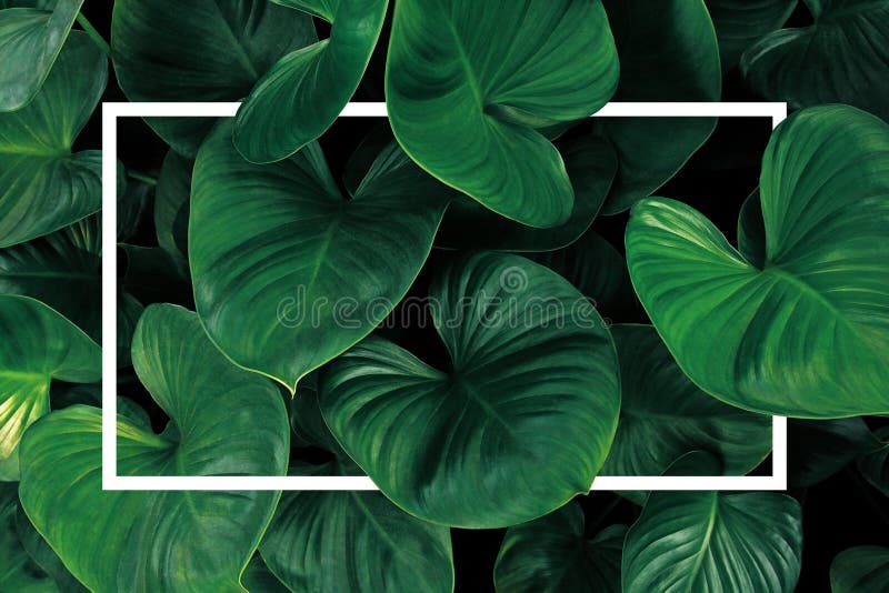 Disposition de cadre de nature de modèle de feuille d'usine tropicale de feuillage de Homalomena de feuilles vertes en forme de c