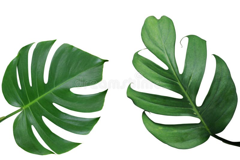 Disposition tropicale de cadre de nature de feuilles de Monstera et de fente-feuille p