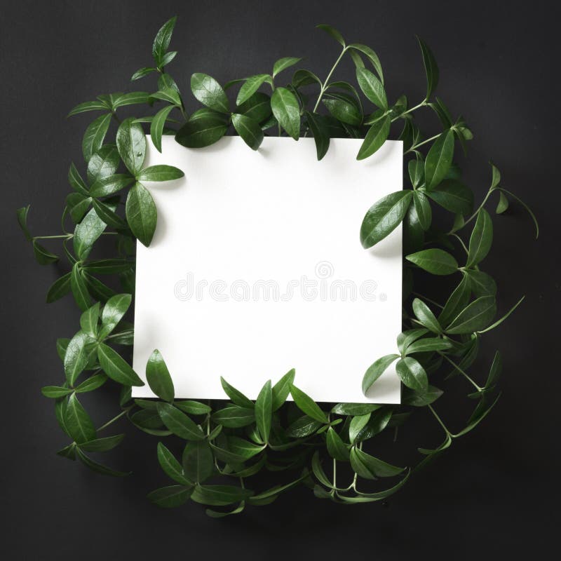 Disposizione creativa fatta delle foglie verdi con lo spazio in bianco vuoto per la nota su fondo nero Vista superiore fotografia stock libera da diritti Disposizione creativa fatta delle foglie verdi con lo spazio in bianco vuoto per la nota su fondo nero Vista superiore fotografia stock libera da diritti
