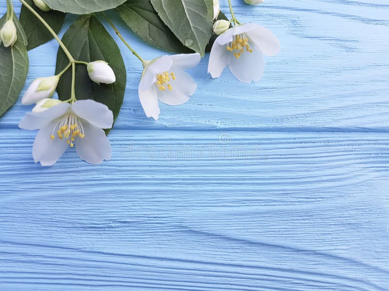 Disposizione delicata di primavera di freschezza dei fiori bianchi su un fondo di legno blu fotografie stock
