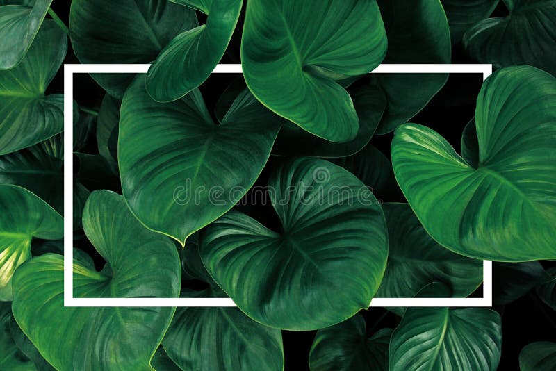 Leaf pattern nature frame layout of heart shaped green leaves Homalomena tropical foliage plant on dark background with white frame border. Leaf pattern nature frame layout of heart shaped green leaves Homalomena tropical foliage plant on dark background with white frame border.