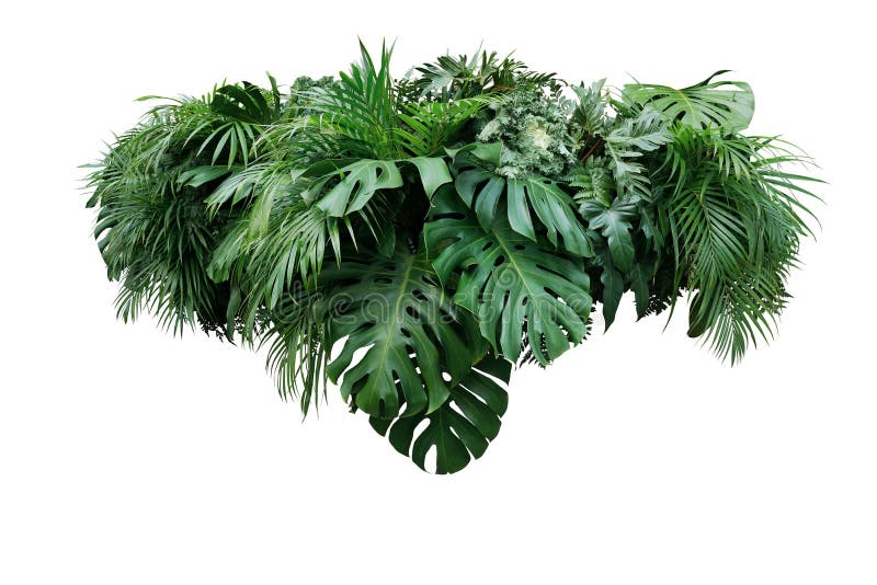 Disposizione floreale delle foglie del fogliame della pianta del cespuglio tropicale della giungla nazionale