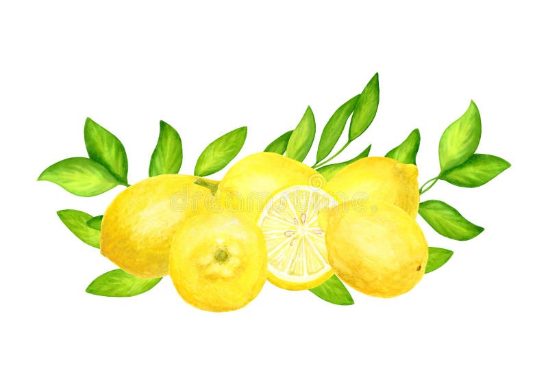 Disposizione gialla dei limoni e delle foglie dell'acquerello. Composizione orizzontale disegnata a mano degli agrumi piccanti lum illustrazione vettoriale