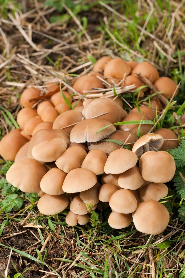 Disseminatus do Coprinus imagem de stock royalty free Disseminatus do Coprinus imagem de stock royalty free