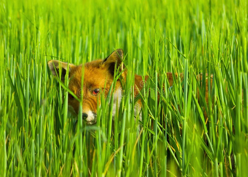 Renard se cache photos libres de droits