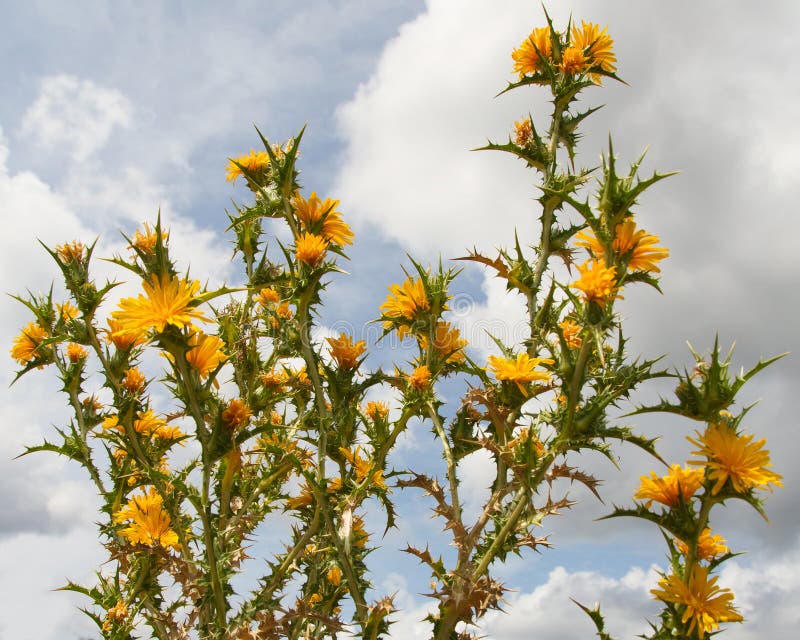 Distel van de distel de Spaanse oester met Gele Bloemen royalty-vrije stock foto Distel van de distel de Spaanse oester met Gele Bloemen royalty-vrije stock foto