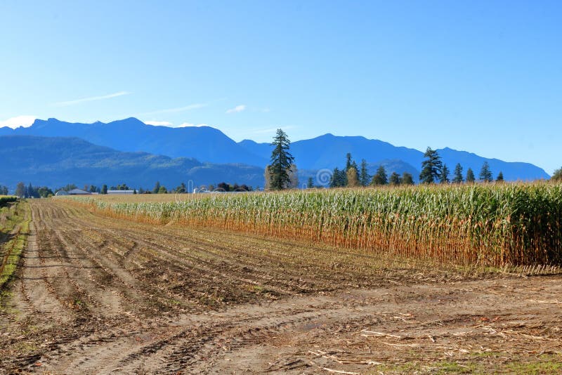 Farming and the Harvest Season Stock Image Image of landscape, crop