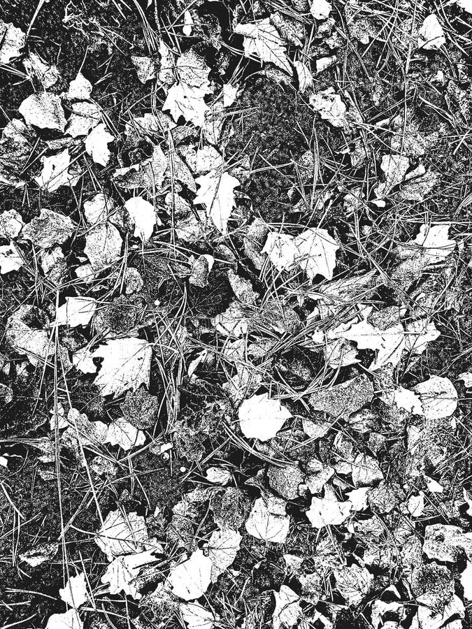 Distress Tree Leaves, Leaflet Texture. Black and White Grunge ...