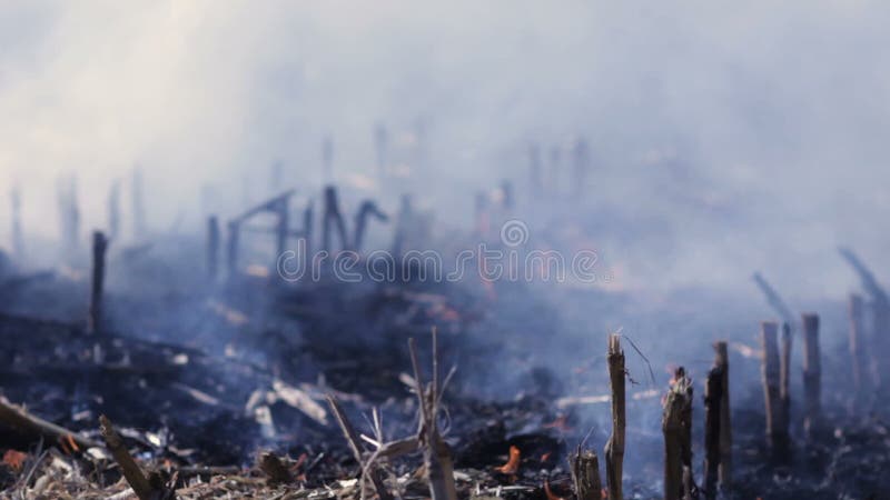 Distruzione ambientale ecologica di danno della natura