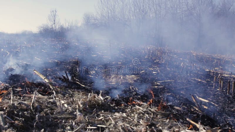 Distruzione ambientale ecologica di danno della natura