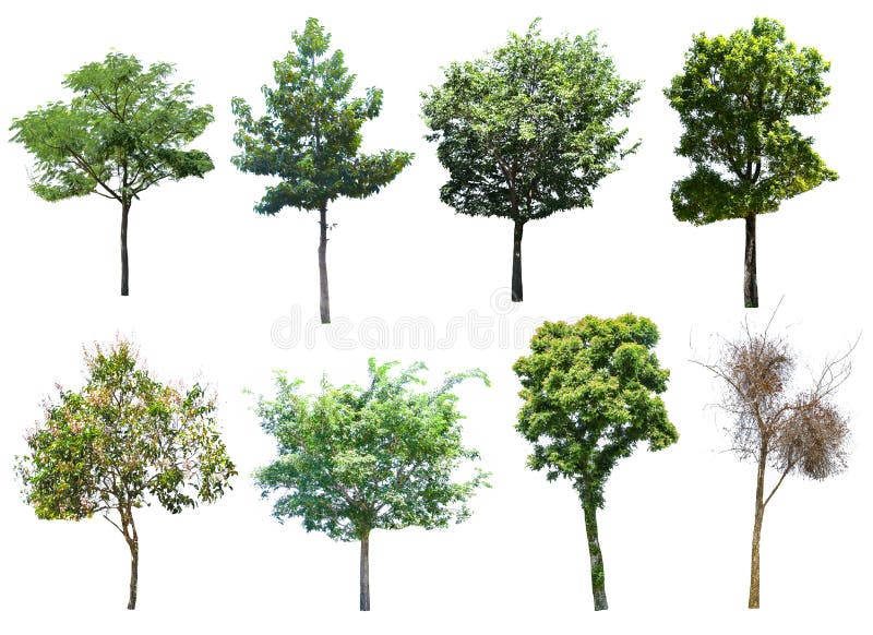Dit beeld is geïsoleerd van dode bomen op de witte achtergrond royalty-vrije stock foto's Dit beeld is geïsoleerd van dode bomen op de witte achtergrond royalty-vrije stock foto's