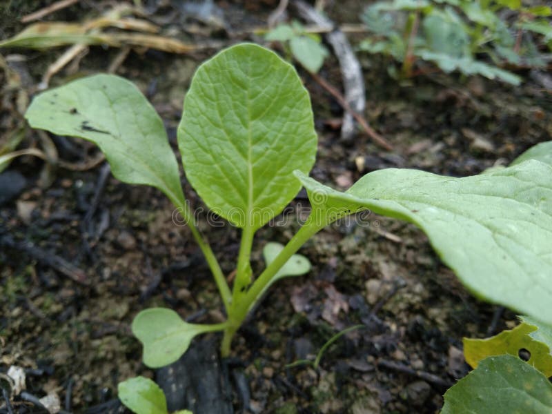 This is a mustard tree that is approximately 20 days old. This is a mustard tree that is approximately 20 days old.