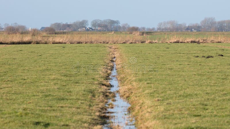 Ditch and meadows in waterland Friesland, selective focus