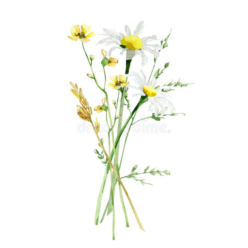 Ditsy floral watercolor illustration. Hand painted wildflowers bouquet arrangement botanical art with meadow flowers, leaves, stem royalty free stock photo Ditsy floral watercolor illustration. Hand painted wildflowers bouquet arrangement botanical art with meadow flowers, leaves, stem royalty free stock photo