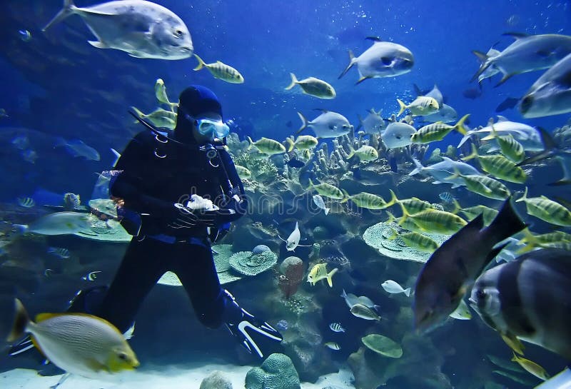 Diver. And fishes Diver. And fishes