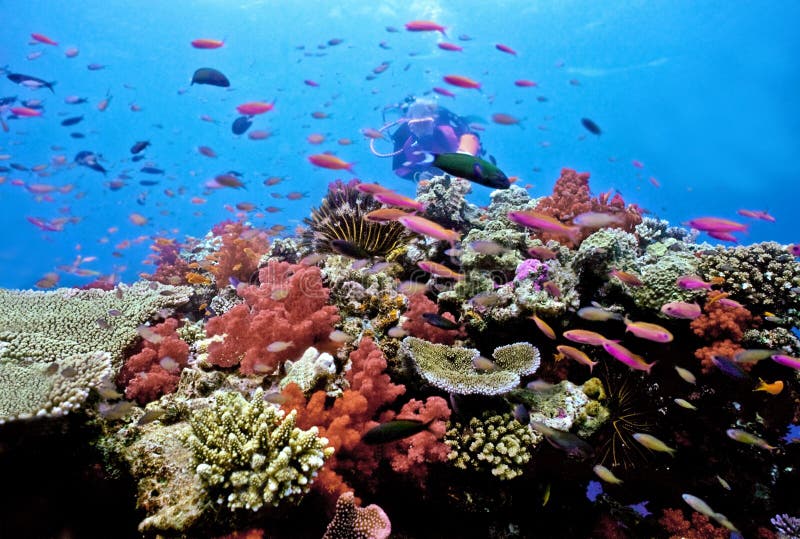 Žena potápěč na Astrolabe Reef na Fidži.