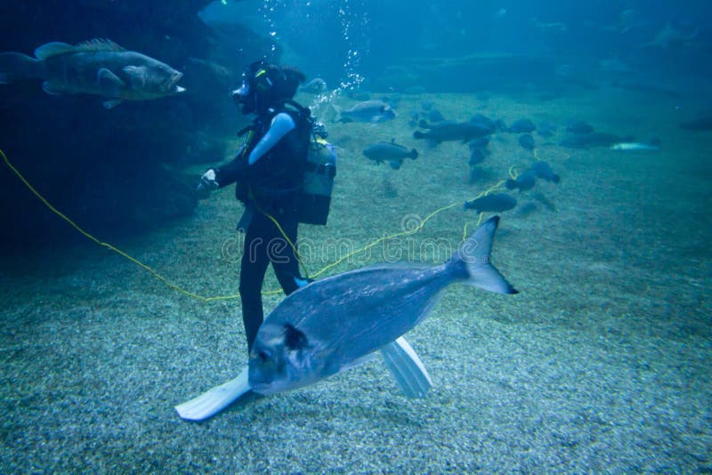 Diver with colorful exotic tropical fishes and sharks underwater in aquarium. stock image Diver with colorful exotic tropical fishes and sharks underwater in aquarium. stock image